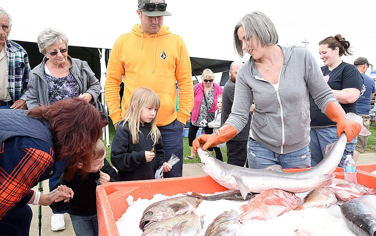 COURTESY PHOTO During the annual Westport Seafood Festival, WeFish has a display of some of the commercial fishing catch as part of the groups efforts to educate the public about the importance of the commercial fishing fleet. Here WeFish president Holly Rydman handles the booth.