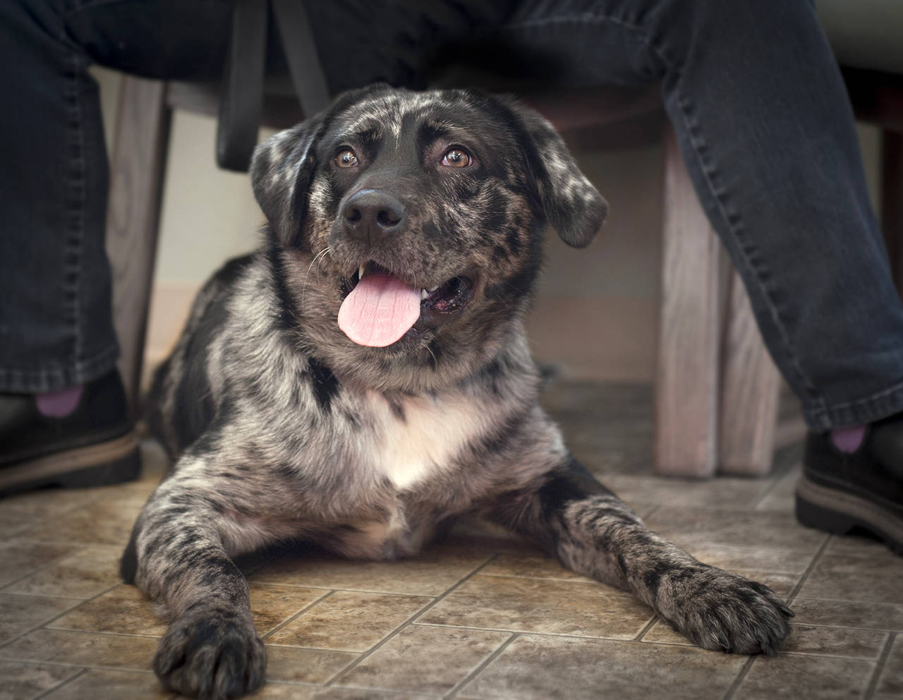 Adoptable Pet: Rocky