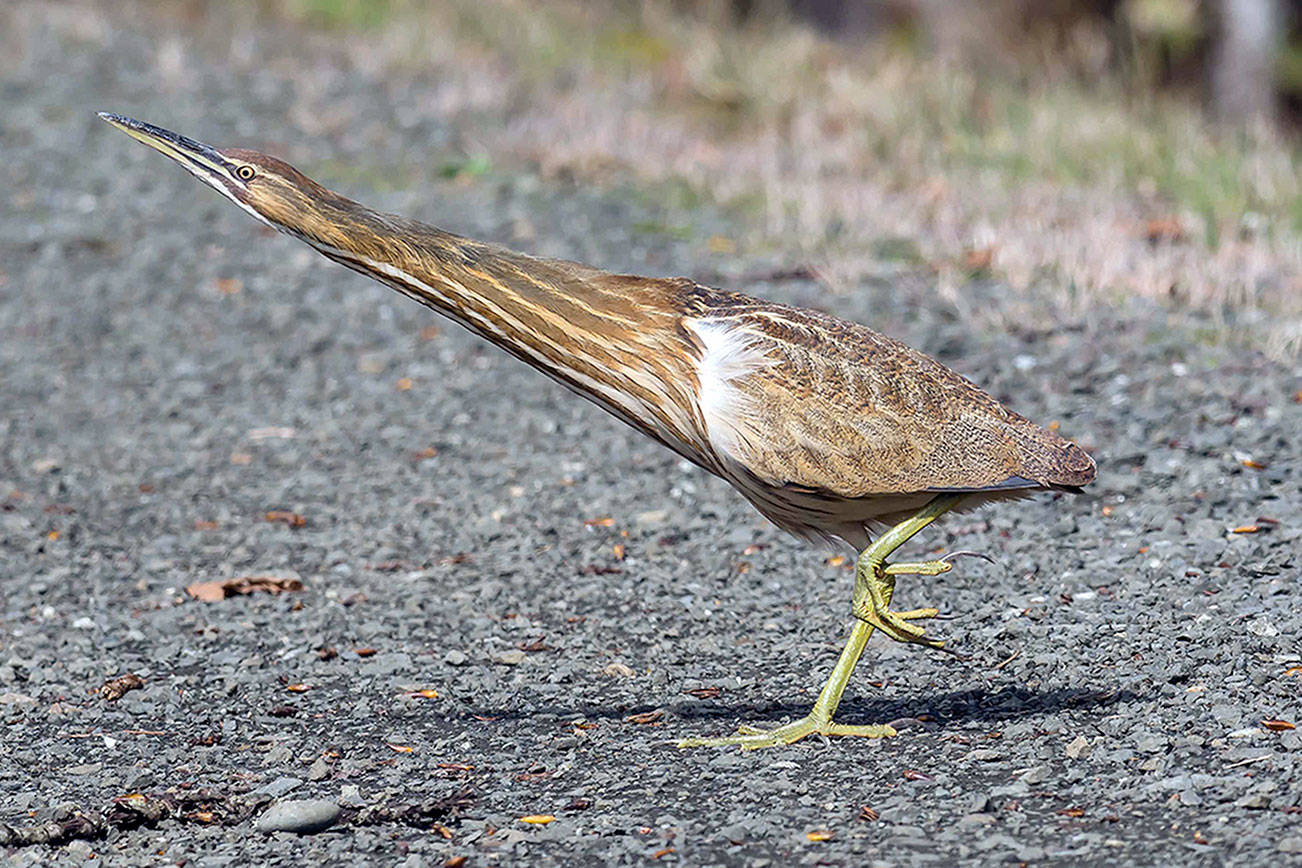 Grays Harbor Birds: American Bittern (Botaurus lentiginosus)
