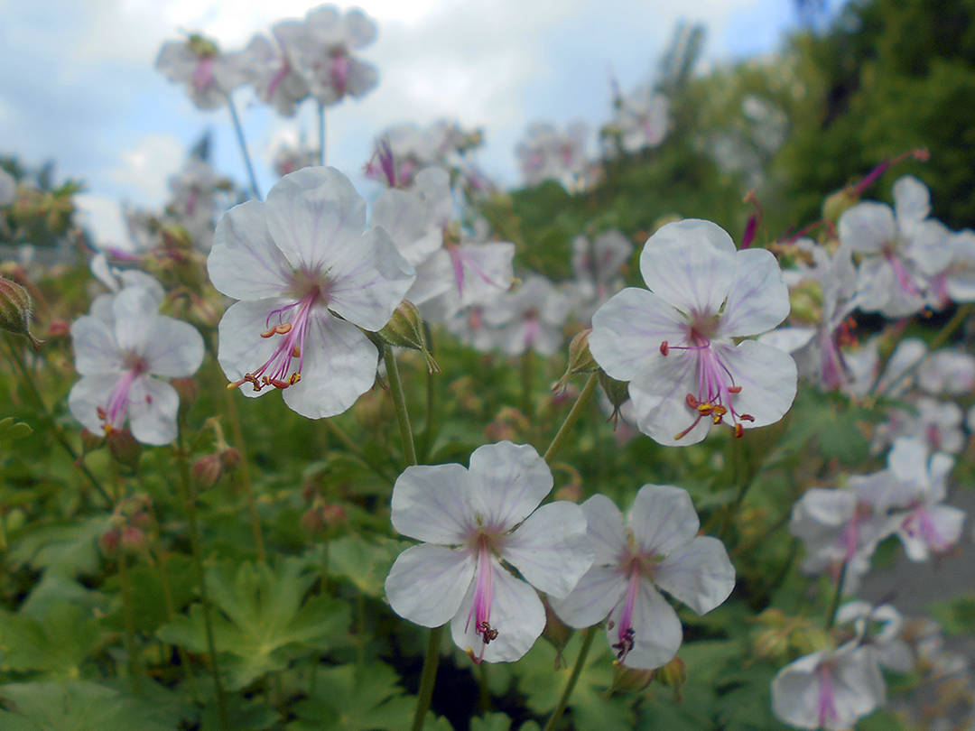 Photo by Mary Shane                                The Biokovo is a scampering geranium favored by the author.