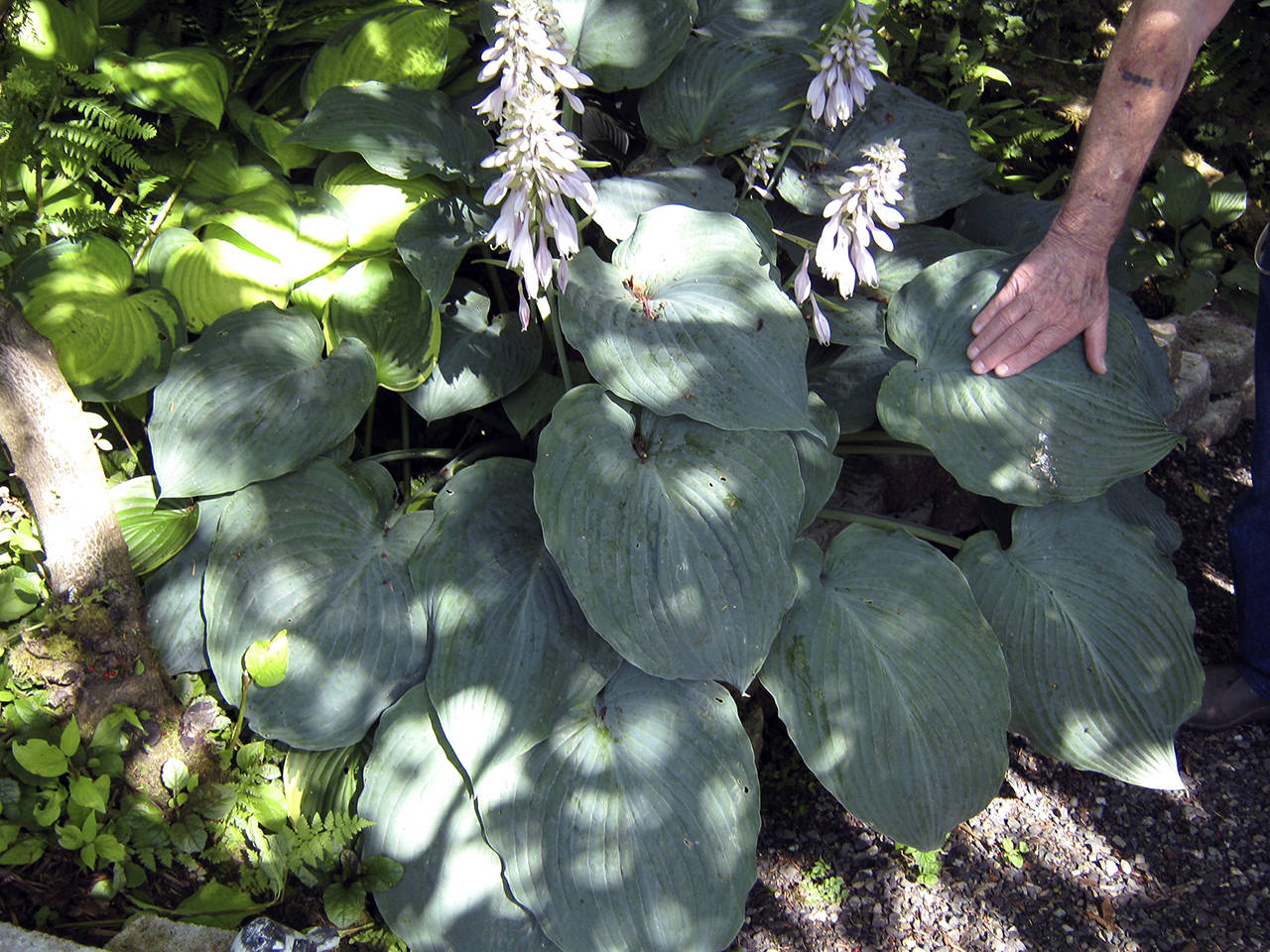 (Photo by Mary Shane) The man’s hand shows the size of this Blue Angel hosta growing in a Montesano garden.