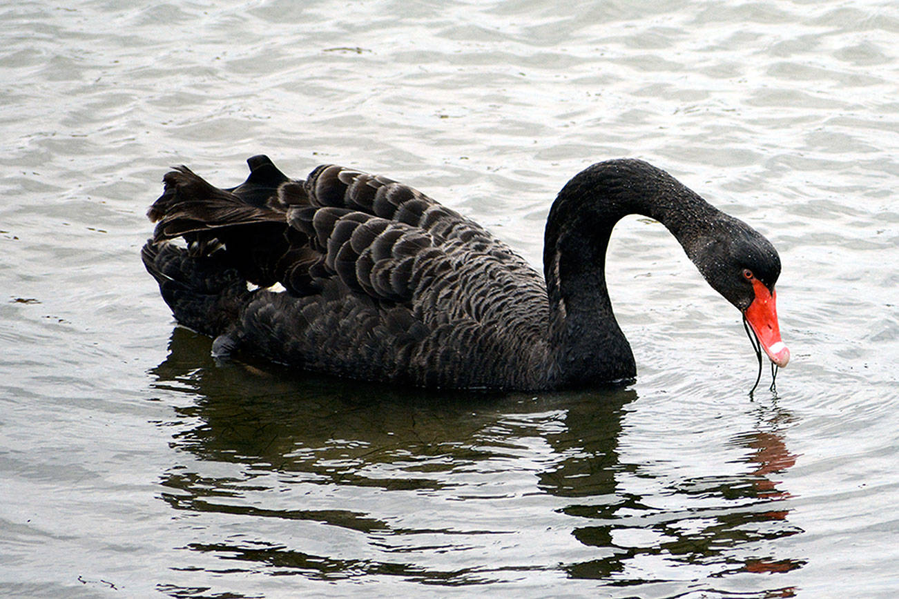 Twin Harbors Birds: Black Swan (Cygnus atratus)