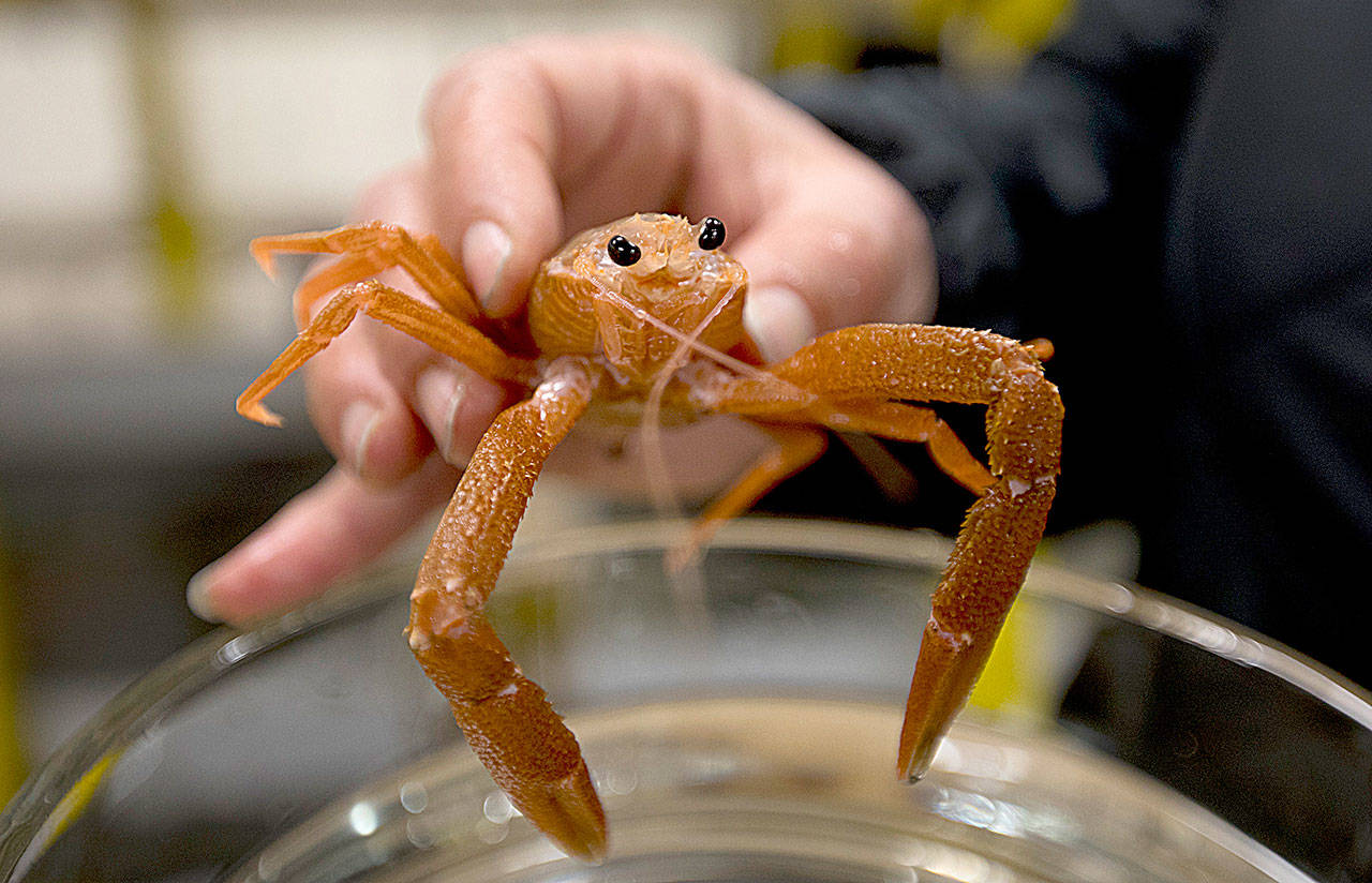 Jackie Sones, Bodega Marine Reserve research coordinator, holds a Pelagic Red Crab at the UC Davis Bodega Marine Laboratory on Sunday in Bodega Bay, Calif. (Francine Orr/ Los Angeles Times)