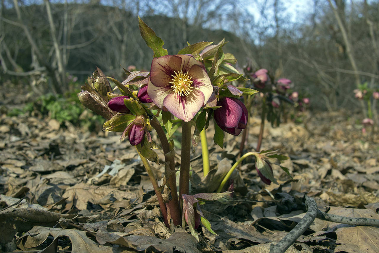 (Stock) The Christmas rose grows on long stems and blooms late each year, hence its name. It is an example of a caulescent hellebore, with stems rising about the plant.
