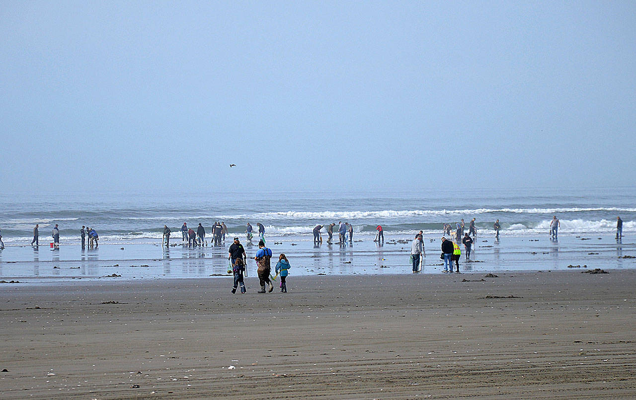 DAN HAMMOCK | GRAYS HARBOR NEWS GROUP                                Razor clam diggers enjoyed calm winds and near 70 degree weather March 16 at Twin Harbors. The next round of digs, March 21-24, has been approved, including three days at Kalaloch.