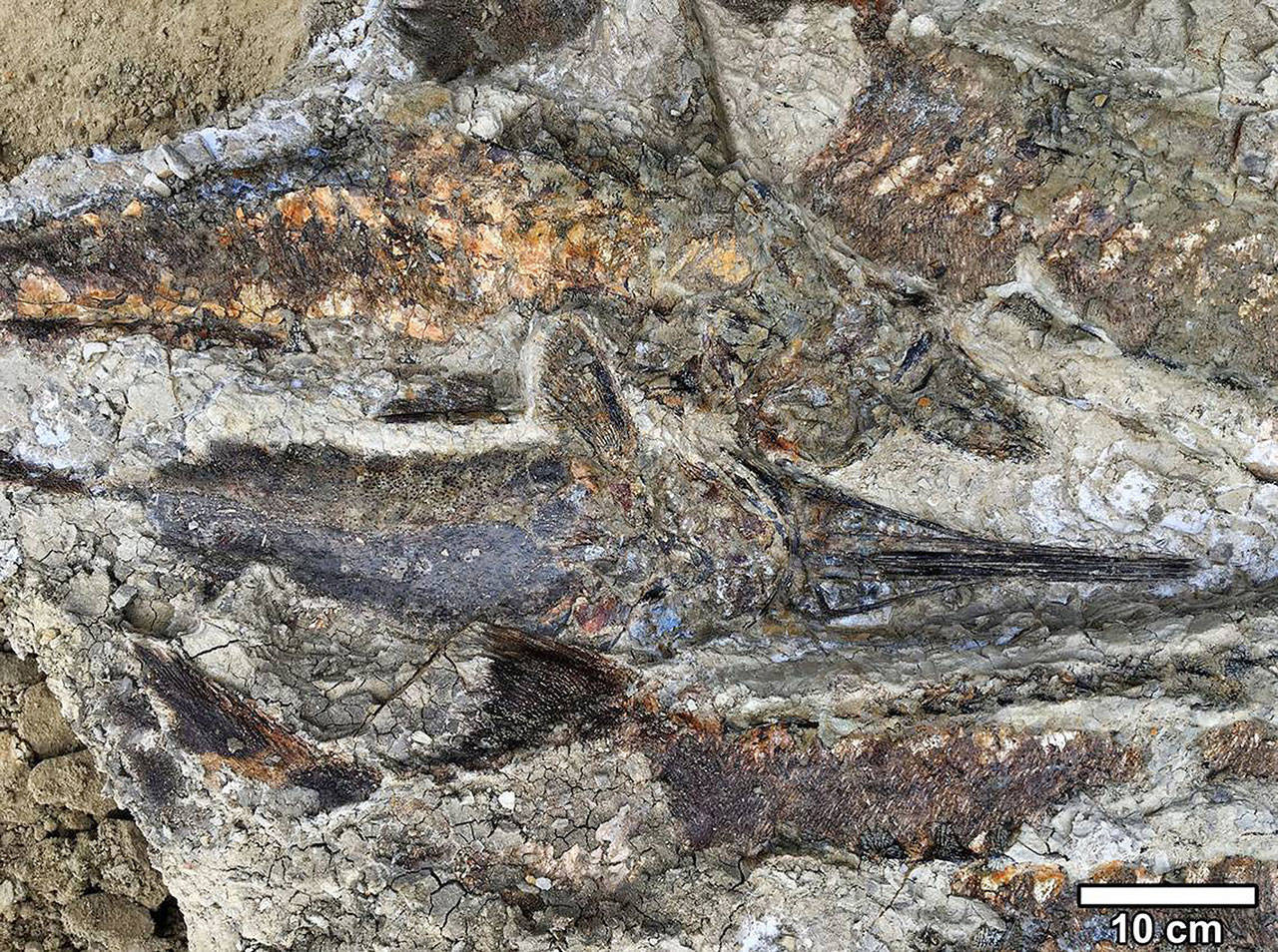 KU doctoral student Robert DePalma discovered these fish fossils in North Dakota, a glimpse of the devastating moments after a giant asteroid crashed into Earth. (Robert DePalma/University of Kansas)