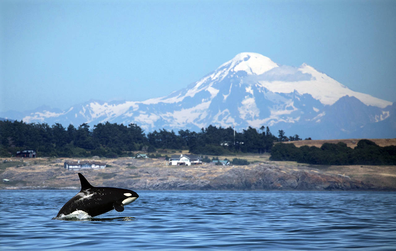 Steve Ringman | Seattle Times                                 A southern resident killer whale breaches in Haro Strait just off San Juan Islands west side with Mt. Baker in the background.