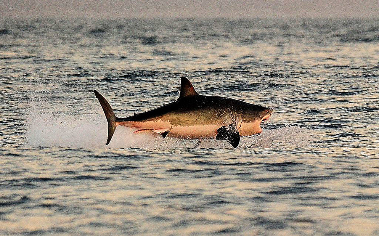 A Great White shark jumps out of the water as it hunts Cape fur seals near False Bay, on July 4, 2010 in South Africa. (Carl de Souza/Getty Images)