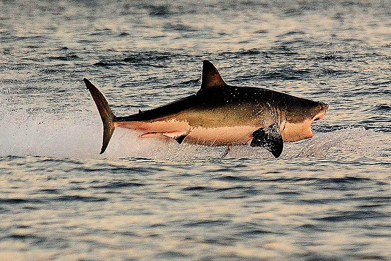 New study: Only orcas strike fear into great white sharks