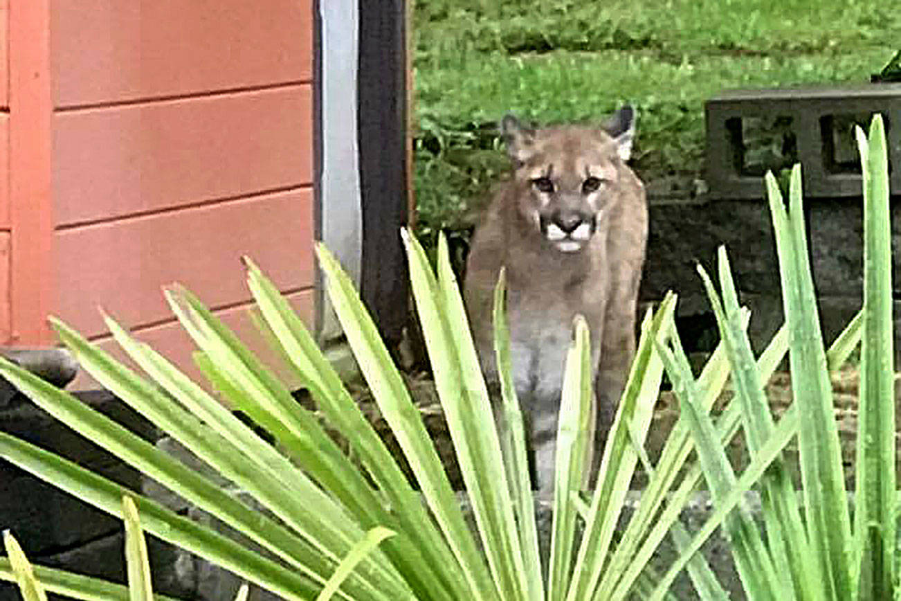 State wildlife officials educate public about co-existing with cougars