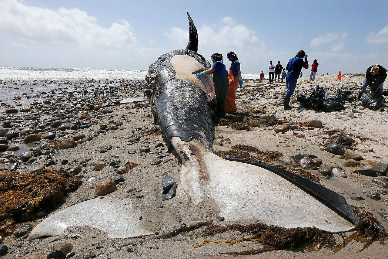 Biologists take tissue and skin samples from a decomposing 43-foot grey whale on Lower Trestles beach in San Onofre State Park in California. (Mark Boster/ Los Angeles Times)