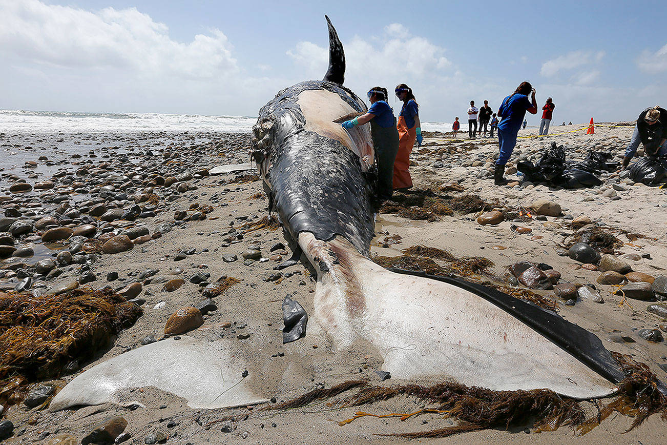 Gray whales starving to death in the Pacific, and scientists want to know why