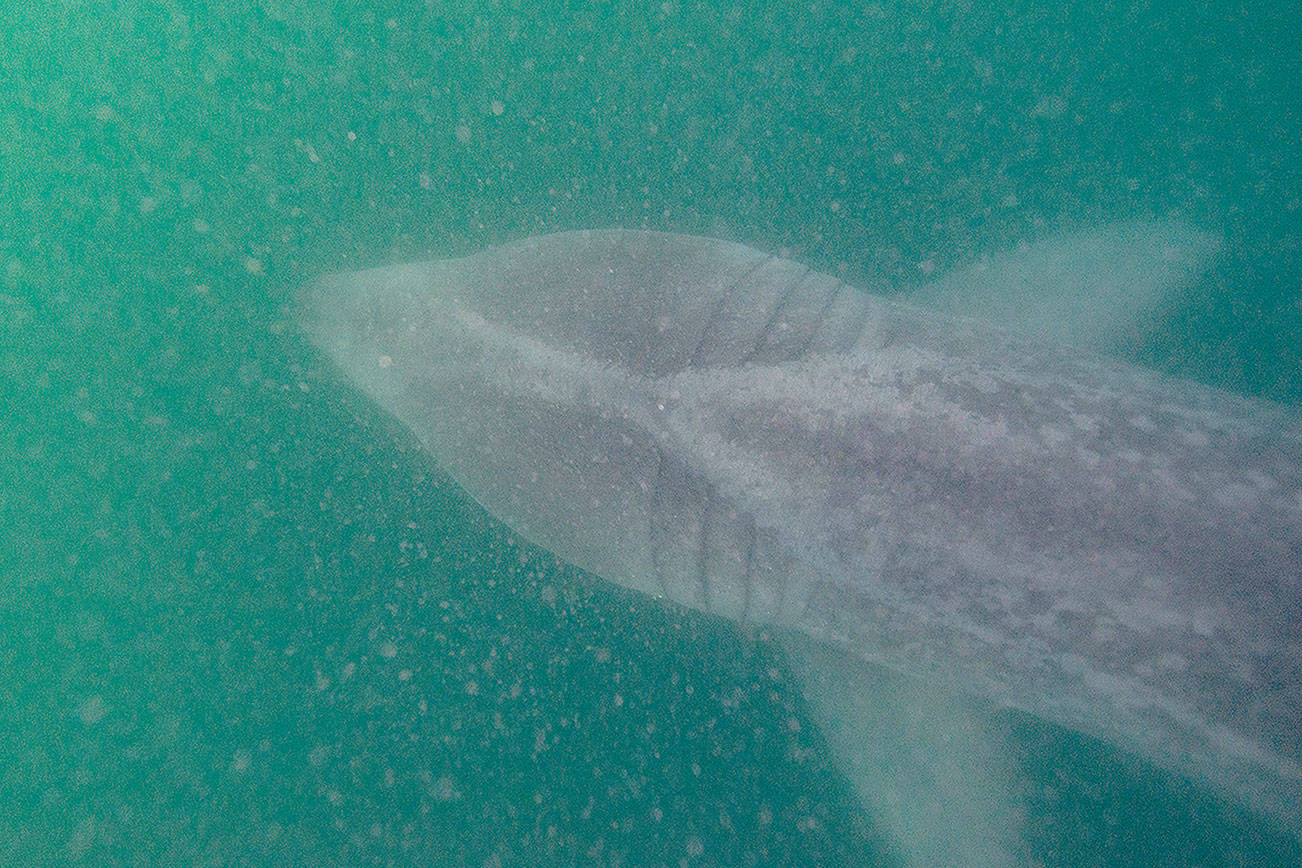 Basking sharks are back on West Coast, and researchers fish for answers