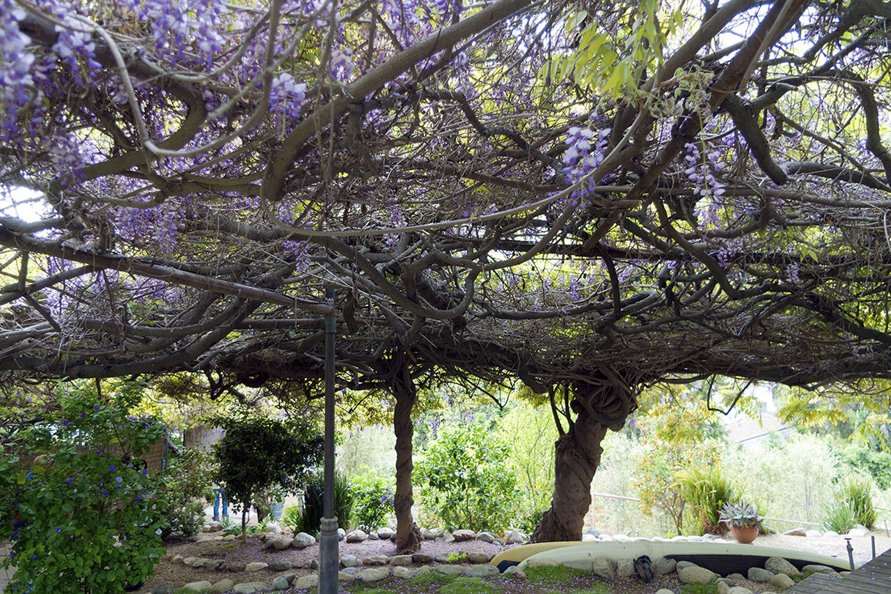 Photo by Patrick Pelletier                                The evergreen clematis is a cousin to the wisteria. This wisteria was planted in 1894 next to a home in California and grew unchecked, eventually destroying the house. It now weighs 250 tons.