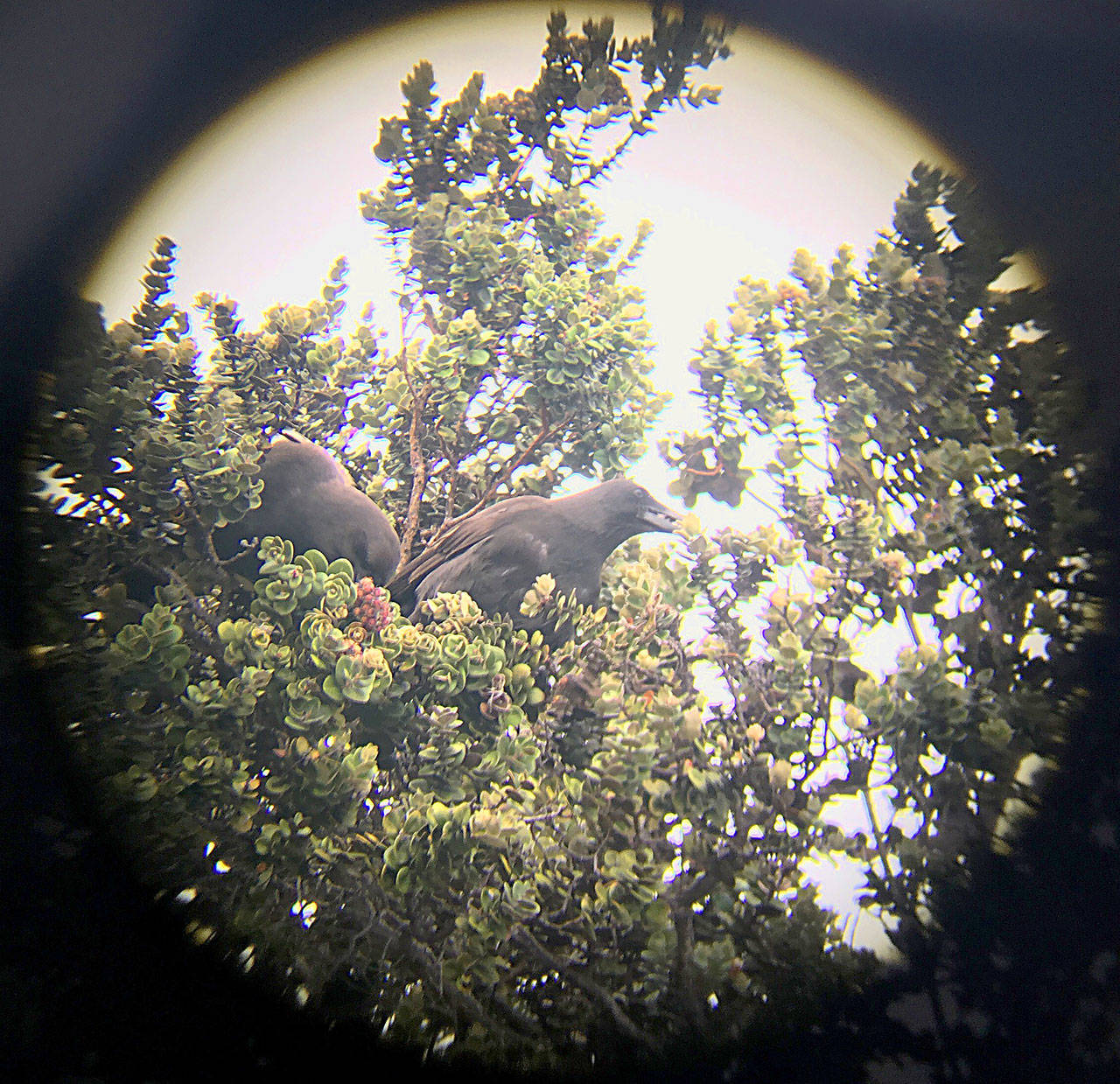 In a photo taken through binoculars, two released alala, a species of native Hawaiian crow extinct in the wild, can be seen in a nest. It’s a vital first step toward bringing back a wild population of the critically endangered birds. (San Diego Zoo Global)