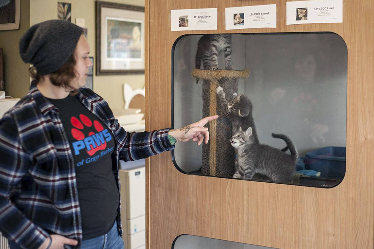 Marcy Merrill                                Dana Staab, executive director of Grays Harbor PAWS in Aberdeen, plays with some kittens that passed through the shelter in April.