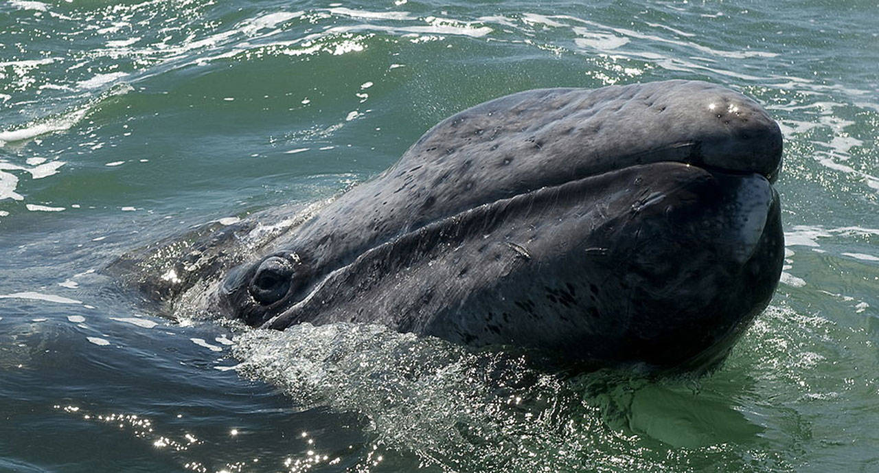 A grey whale calf emerges from the water at the San Ignacio Lagoon, Baja California Sur state, Mexico. So far this year, 18 gray whales have washed ashore in Washington and a total of 57 have stranded on the West Coast since gray whales began their spring migration north to Alaskan waters from their calving lagoons in Mexico. (OMAR TORRES/Getty Images)