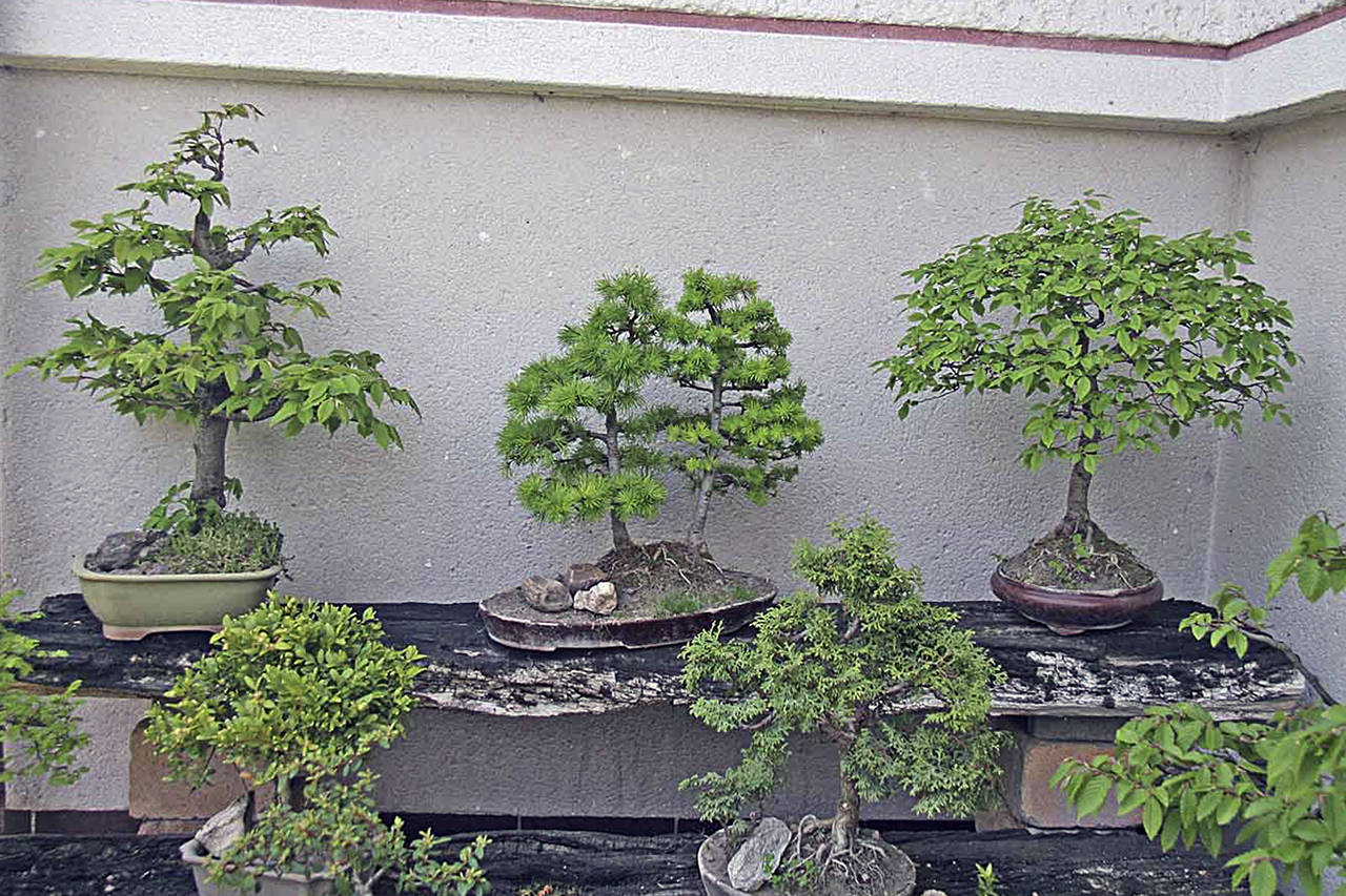 J. Prazak                                A collection of bonsai hazel, elm and larch trees.