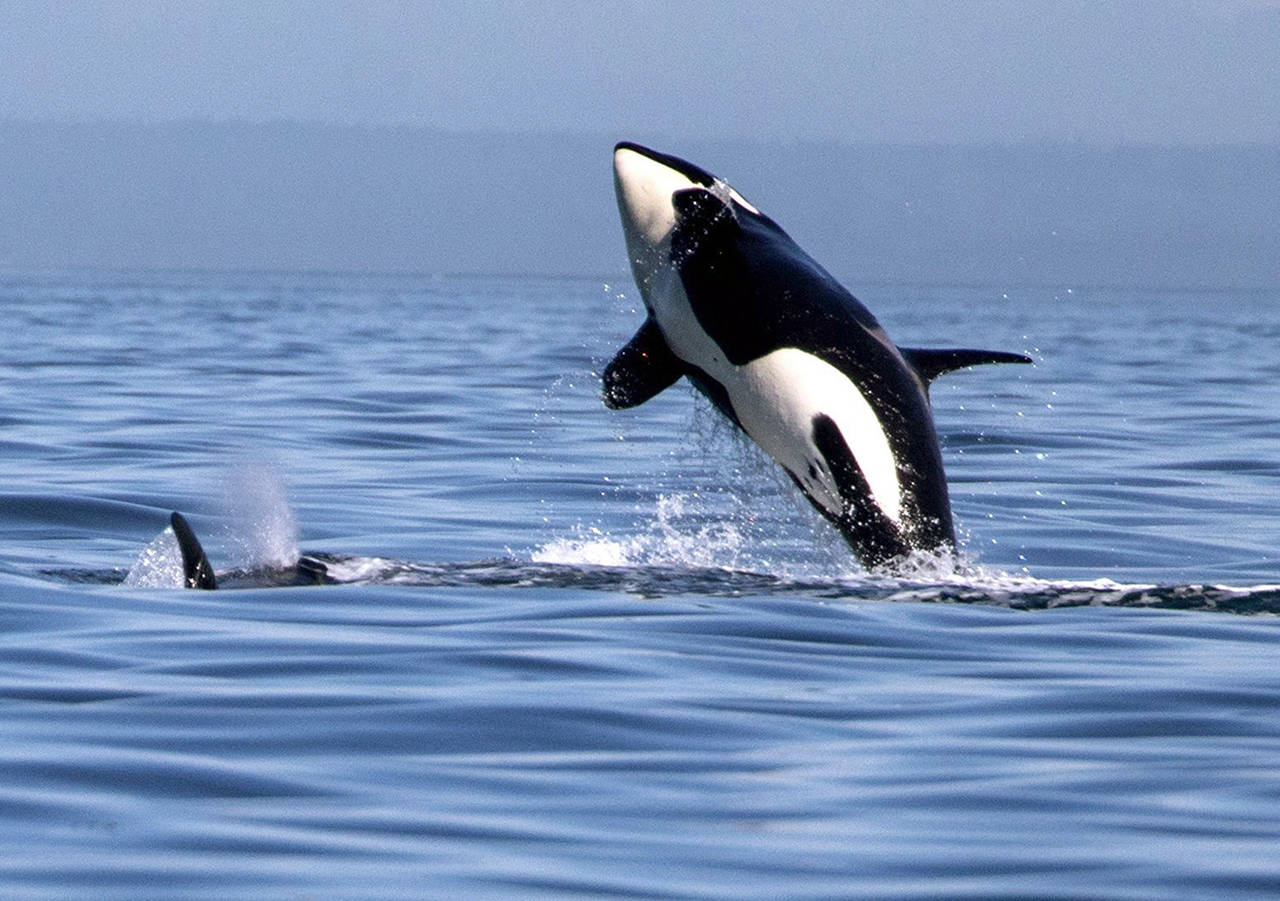 Steve Ringman | The Seattle Times                                Dozens of species in the Salish Sea would be affected by the Navys operation, including the endangered southern resident orcas.