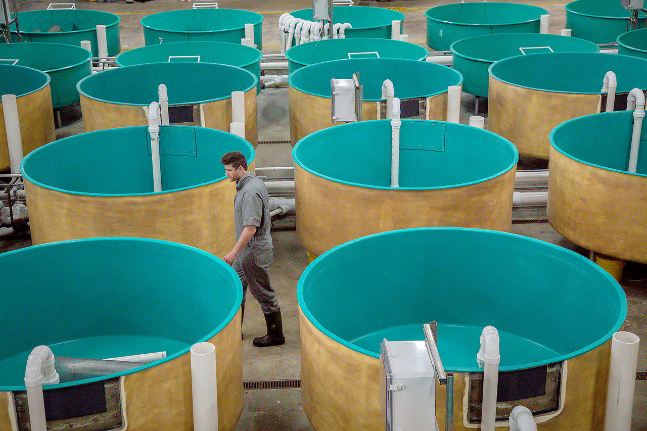 Peter Bowyer, farm manager inspects tanks at AquaBounty Farms Indiana, a commercial fish farms raising Atlantic salmon in Albany, Ind., on April 30. (Zbigniew Bzdak/Chicago Tribune)