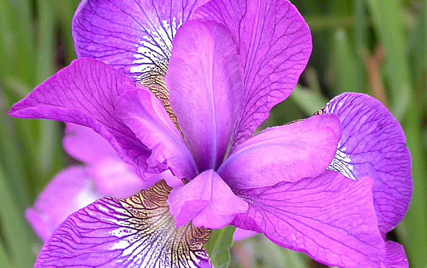 COURTESY WESTPORT WINERY                                The sparkling rose iris, one of many varieties of iris that will be celebrated at the Westport Winery Fleur de Lis festival Saturday.