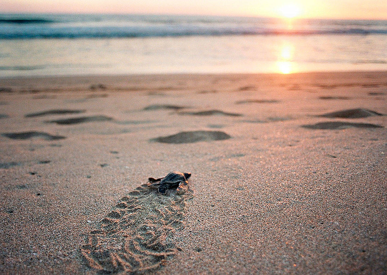 A Leatherback sea turtle hatchling makes a mad dash to the sea across the sand at Playa Grande, Costa Rica, in a 2003 file image. Despite strict protections off the West Coast, leatherback turtles are in danger in other parts of the Pacific. (Ken Weiss/Los Angeles Times)