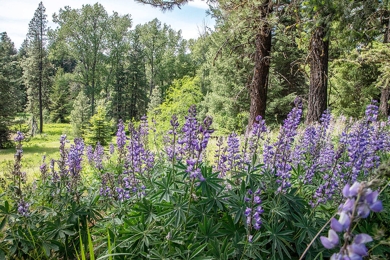 A field of lupine in full bloom greets hikers and campers on their way to the north fork of the Teanaway River in the Teanaway Community Forest, which was established with the help of the Bullitt Foundation. (Steve Ringman/Seattle Times)