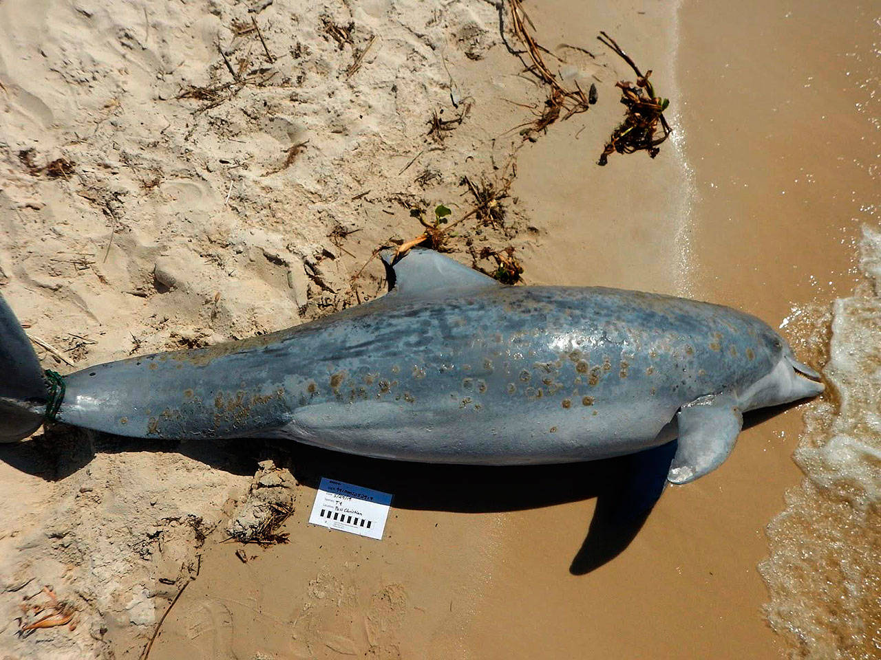 A dolphin with suspected freshwater lesions is one of many that have been washing up on beaches along the Gulf of Mexico. (Institute for Marine Mammal Studies)