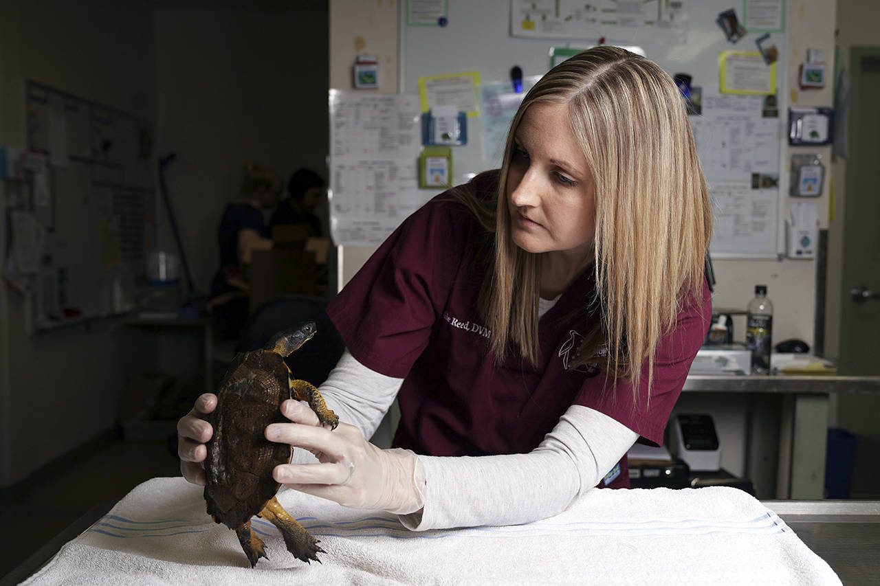 Anthony Souffle | Minneapolis Star-Tribune                                Dr. Leslie Reed examines a wood turtle that was struck by a car.