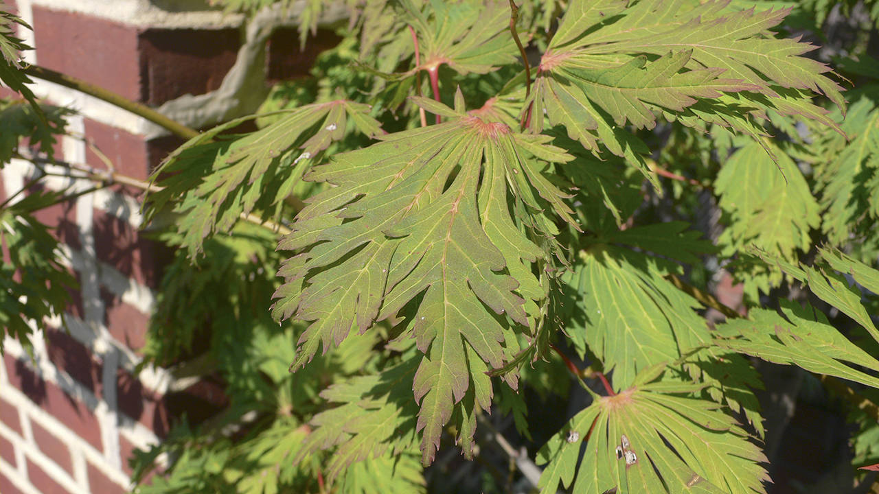 Photo by Will Pollard                                The Full Moon maple has large chartreuse, rounded and flat leaves with bright red petioles (a petiole attaches the leaf to the stem of the tree), For the best color, this maple should be planted in full sun.