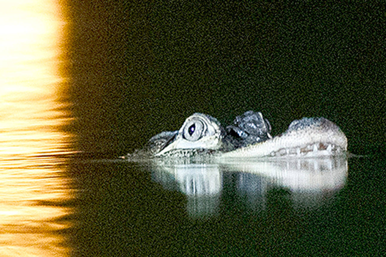 Chicago gator search enters second day with traps set, Alligator Bob working lagoon