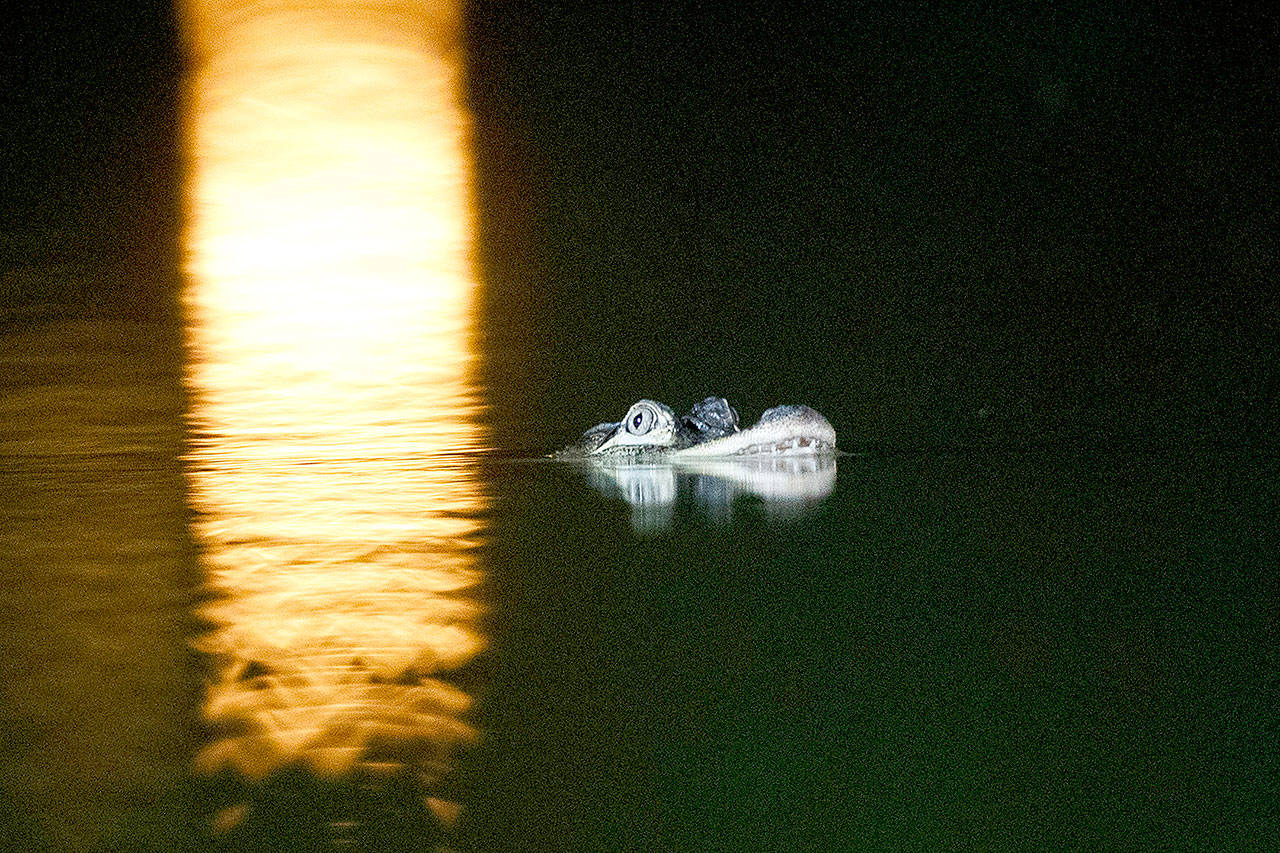 An alligator floats in the Humboldt Park Lagoon on Tuesday night in Chicago. (Armando L. Sanchez/Chicago Tribune)