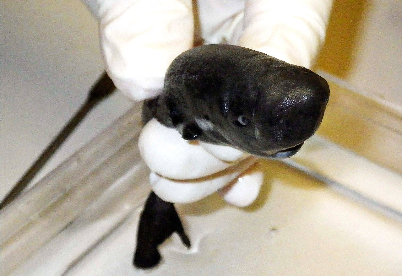 A new species of shark has been discovered, and it glows