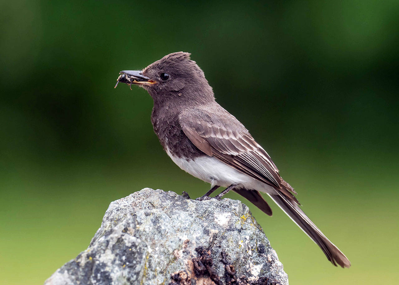 This Black Phoebe clutches a wasp in its beak. (Photo by Gregg Thompson )