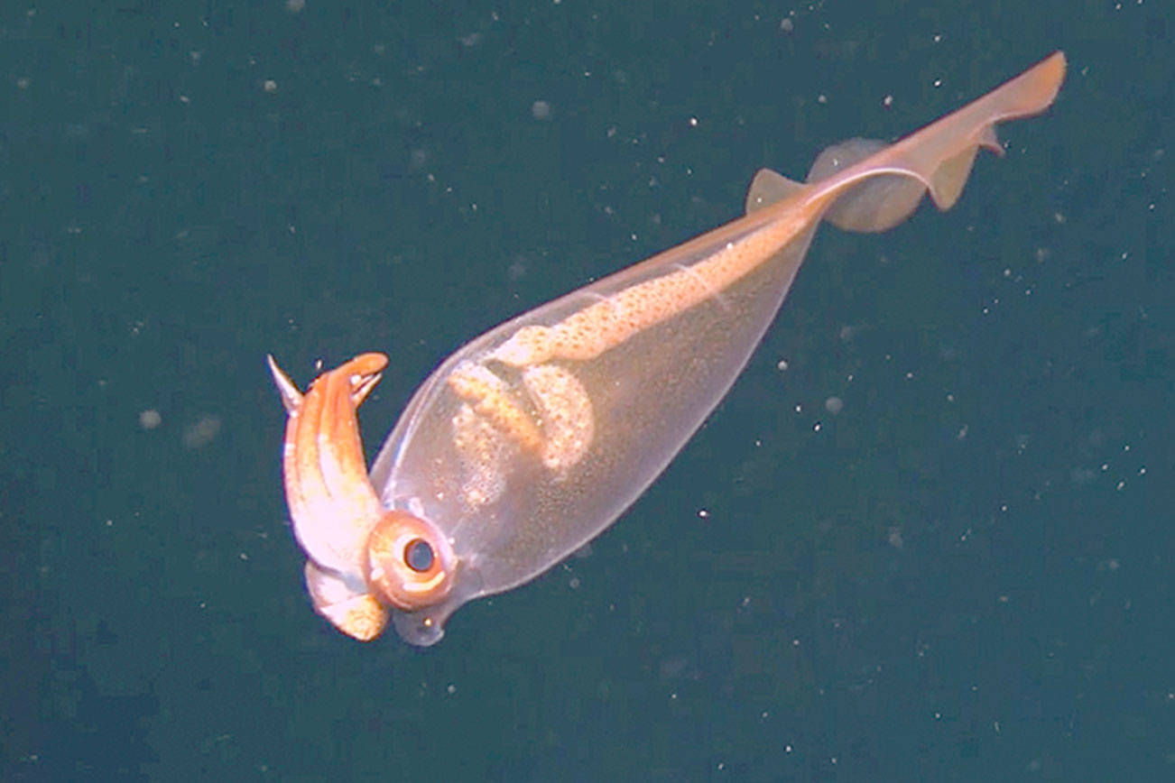 A transparent squid with glowing internal organs recorded by deep-sea explorers