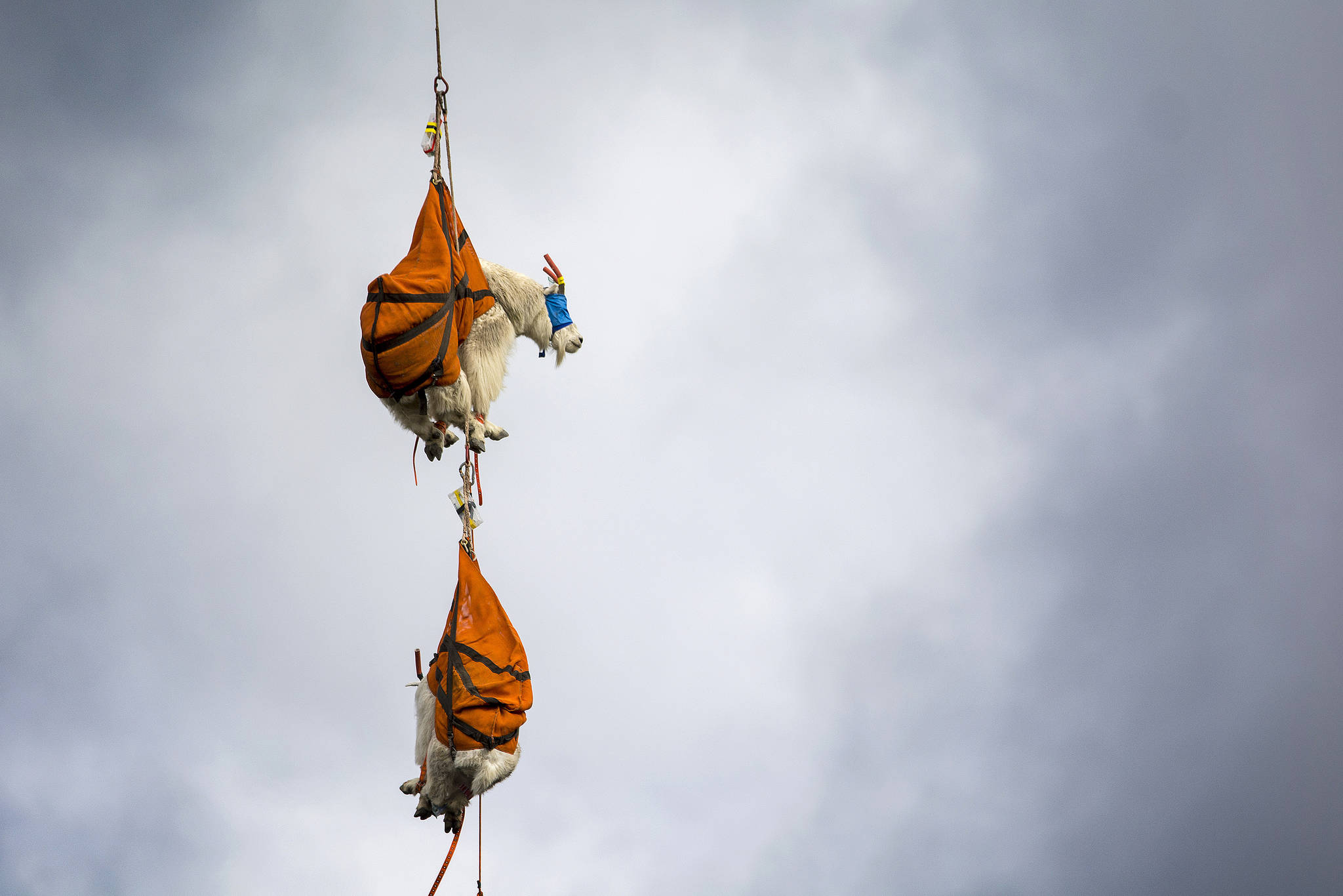 Jesse Major/Peninsula Daily News                                 Two blind-folded mountain goats dangle from a helicopter in Olympic National Park last summer. Olympic National Park and several other agencies are working to move hundreds of mountain goats to the North Cascades.