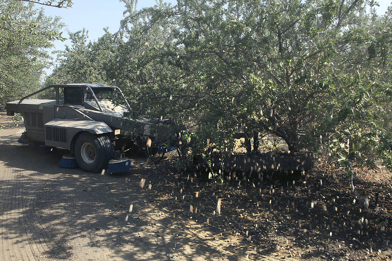 The California almond’s journey from orchard to grocery shelf