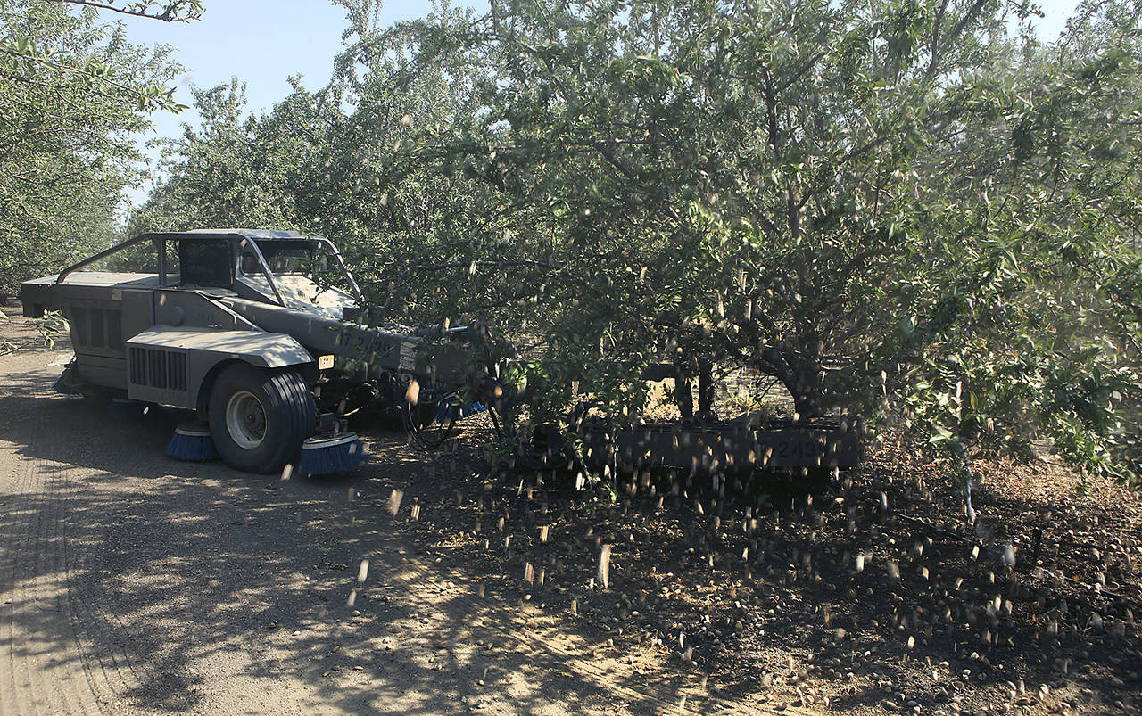 Brian van der Brug | Los Angeles Times                                Almonds fall from a tree as a specialized harvester shakes the trunk during the harvest.