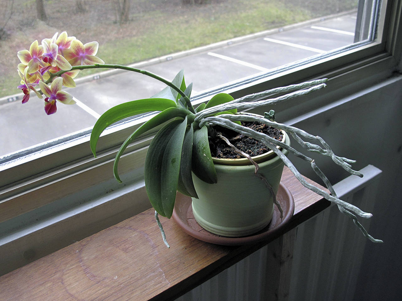 Tangopaso                                This moth orchid Phalaenopsis illustrates phototropism as its blooms appear to reach toward the sunlight.