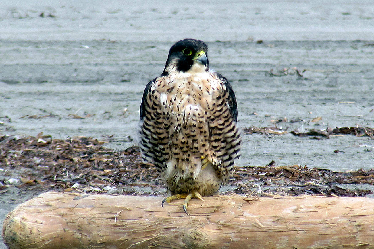 Grays Harbor Birds: Peregrine Falcon (Falco peregrinus)
