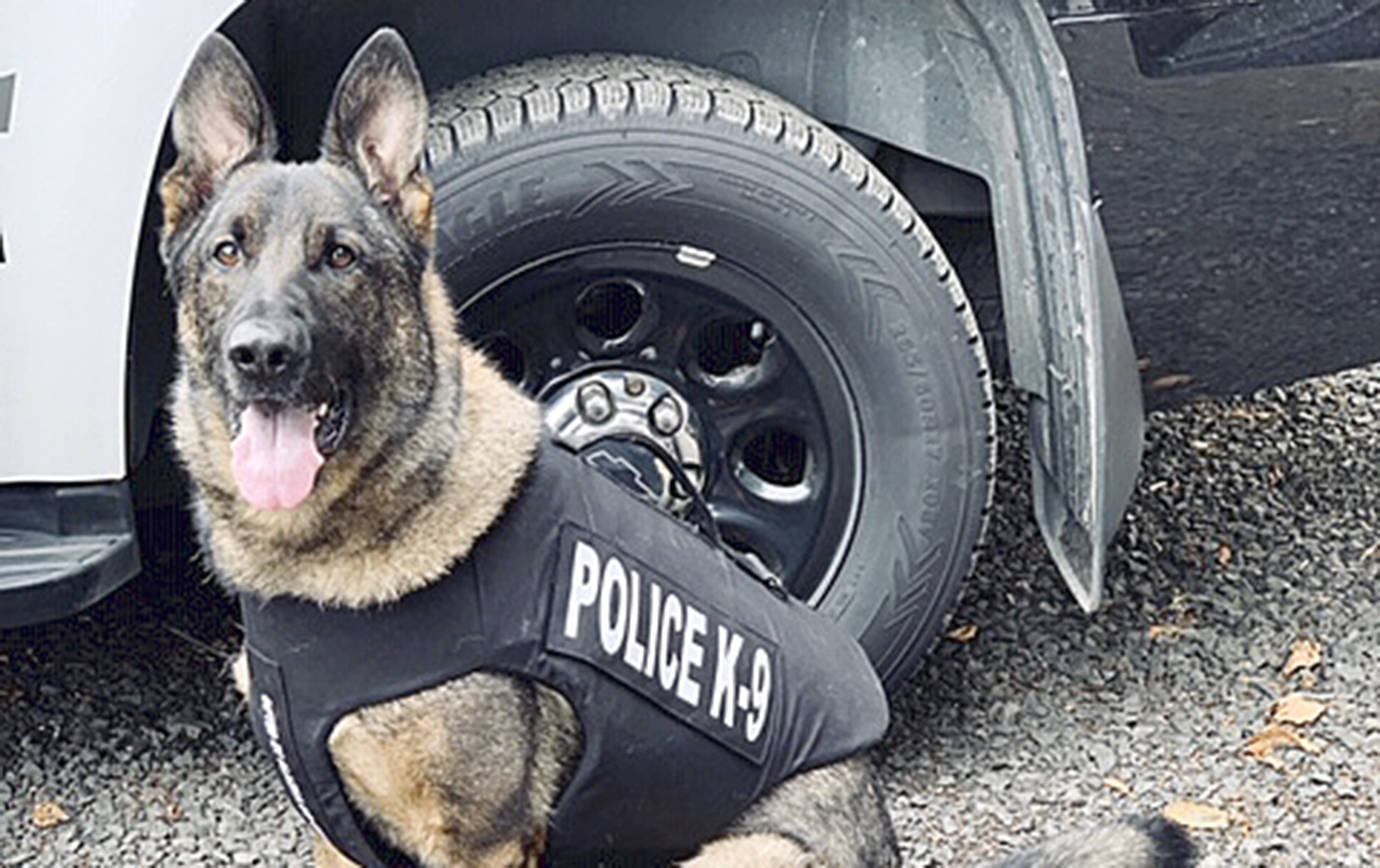 COURTESY PHOTO                                Aberdeen Police K9 Ronin received a bullet-and stab-protective vest from Beth Frank of Alaska K9 Center. Frank hosted a fundraiser for the vest.