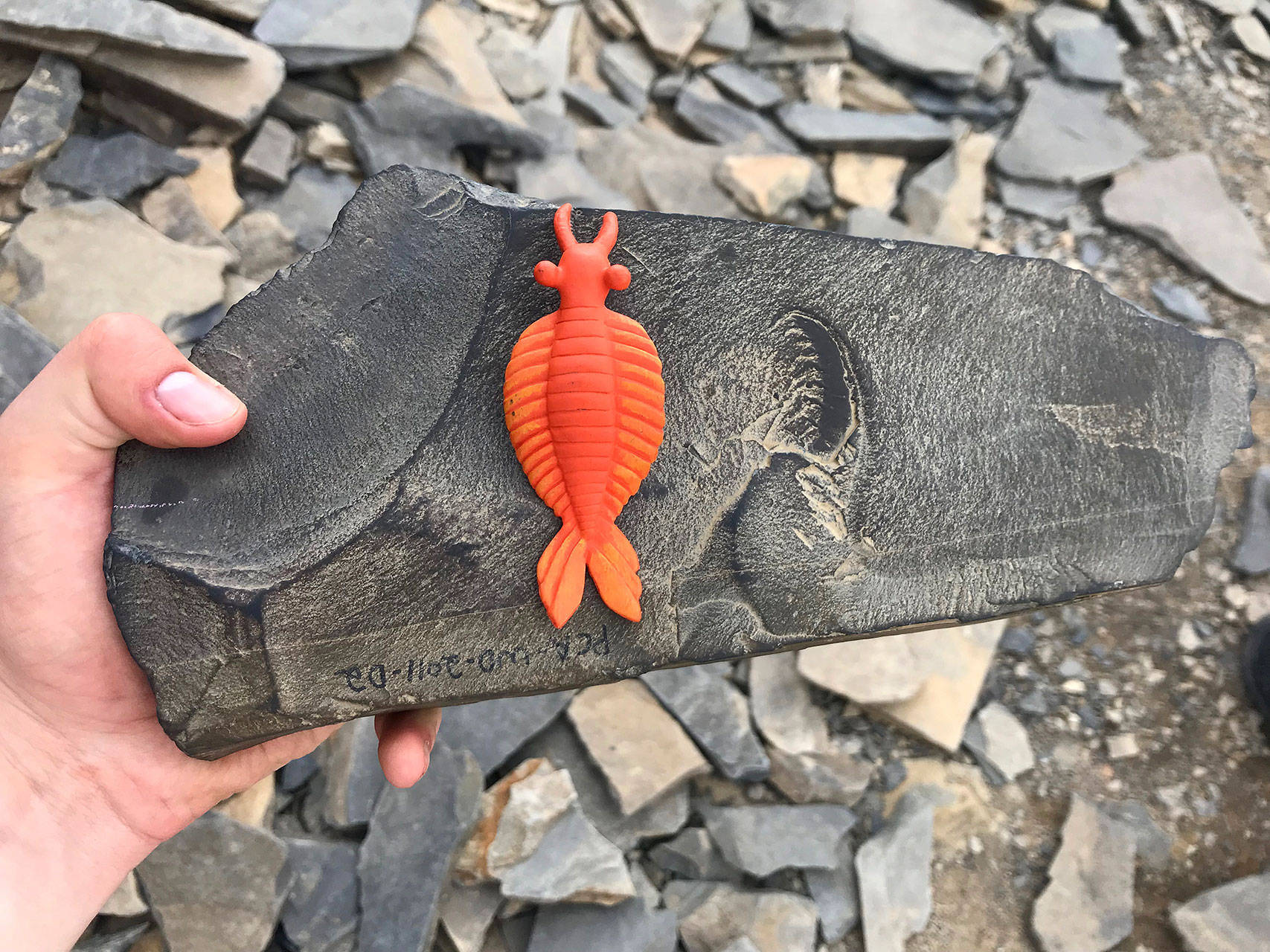 Louis Krauss | Grays Harbor News Group                                A fossil of Anomalocaris, or abnormal shrimp, at the Burgess Shale site in the Canadian Rockies, where numerous fossils as old as 508 million years can be found. The orange toy is a replica of what the creature might have looked like.