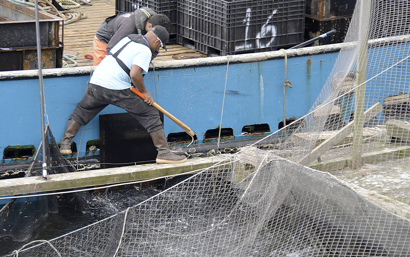 photo by DAN HAMMOCK | GRAYS HARBOR NEWS GROUP                                Live anchovies are a hot item in Westport as the tuna season continues. Here a crew from Westport Seafood Inc.’s Tani Rae live swim anchovies into a net pen in Westport Marina.