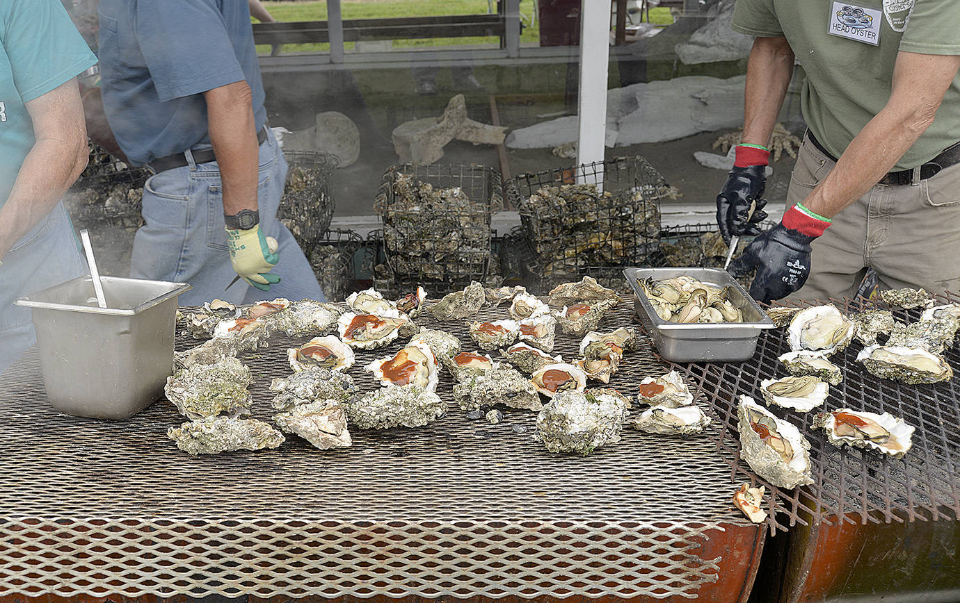 DAN HAMMOCK | GRAYS HARBOR NEWS GROUP                                Staff from Brady’s Oysters will be serving up barbecued and steamed oysters at the annual all-you-can-eat feed Saturday.