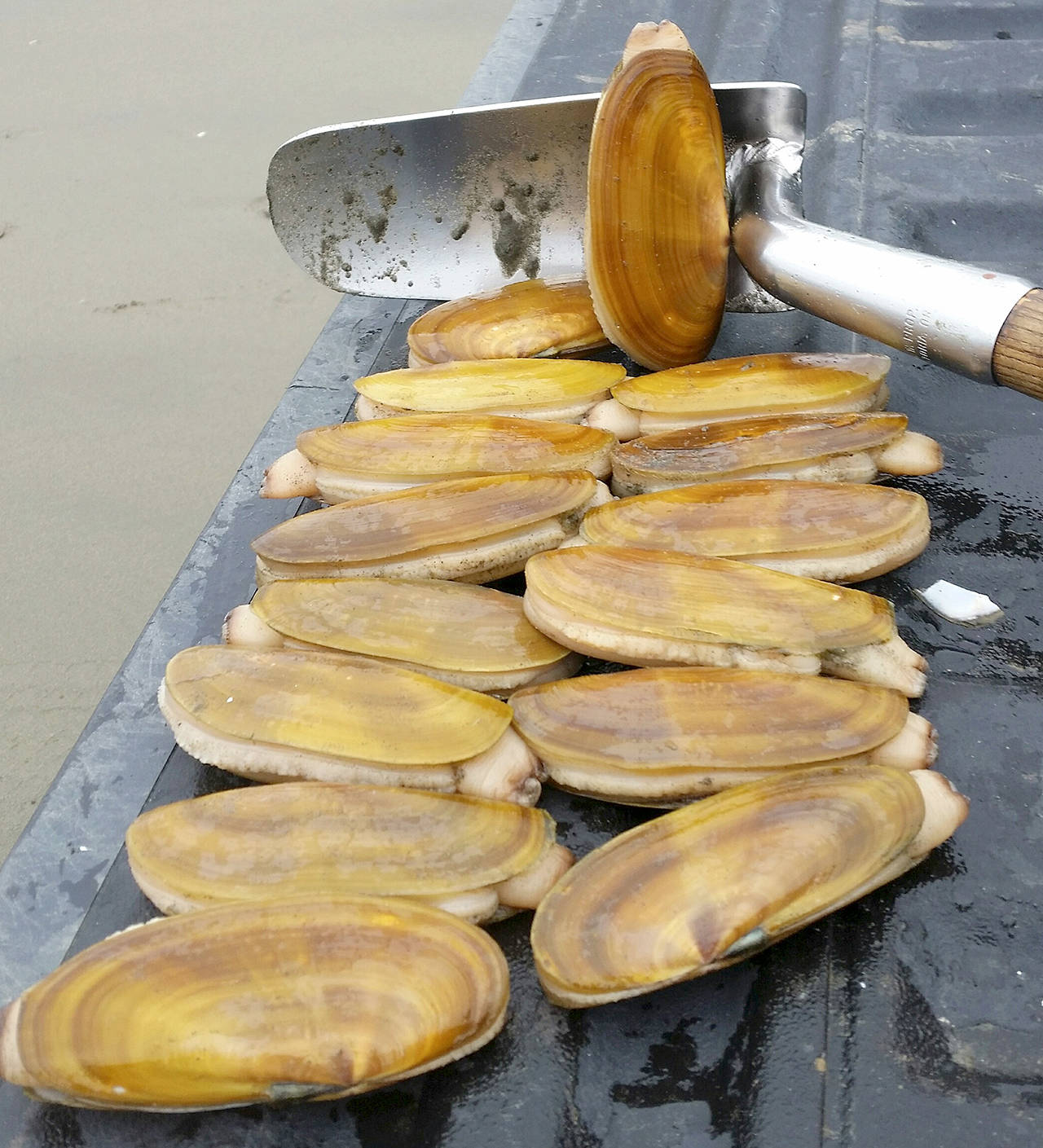 State Department of Fish and Wildlife Razor clam diggers will have plenty of opportunity this fall to dig for limits at the state’s southern beaches. Kalaloch Beach in western Jefferson County is not expected to host any digs this year.