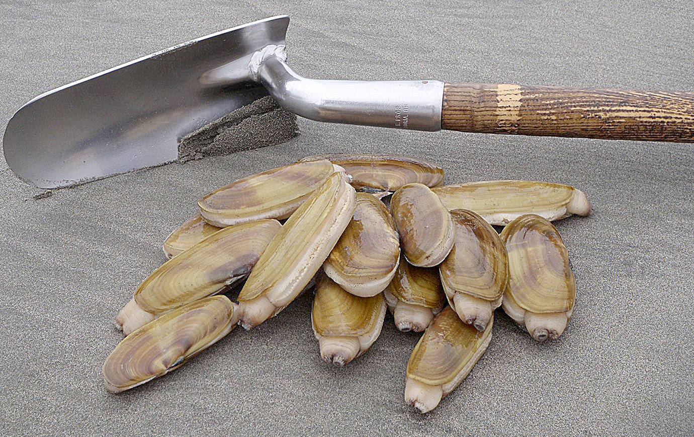COURTESY FISH AND WILDLIFE                                If marine toxin tests come back clean this week, a full slate of razor clam digs is set to kick off at north and south beaches Oct. 26.