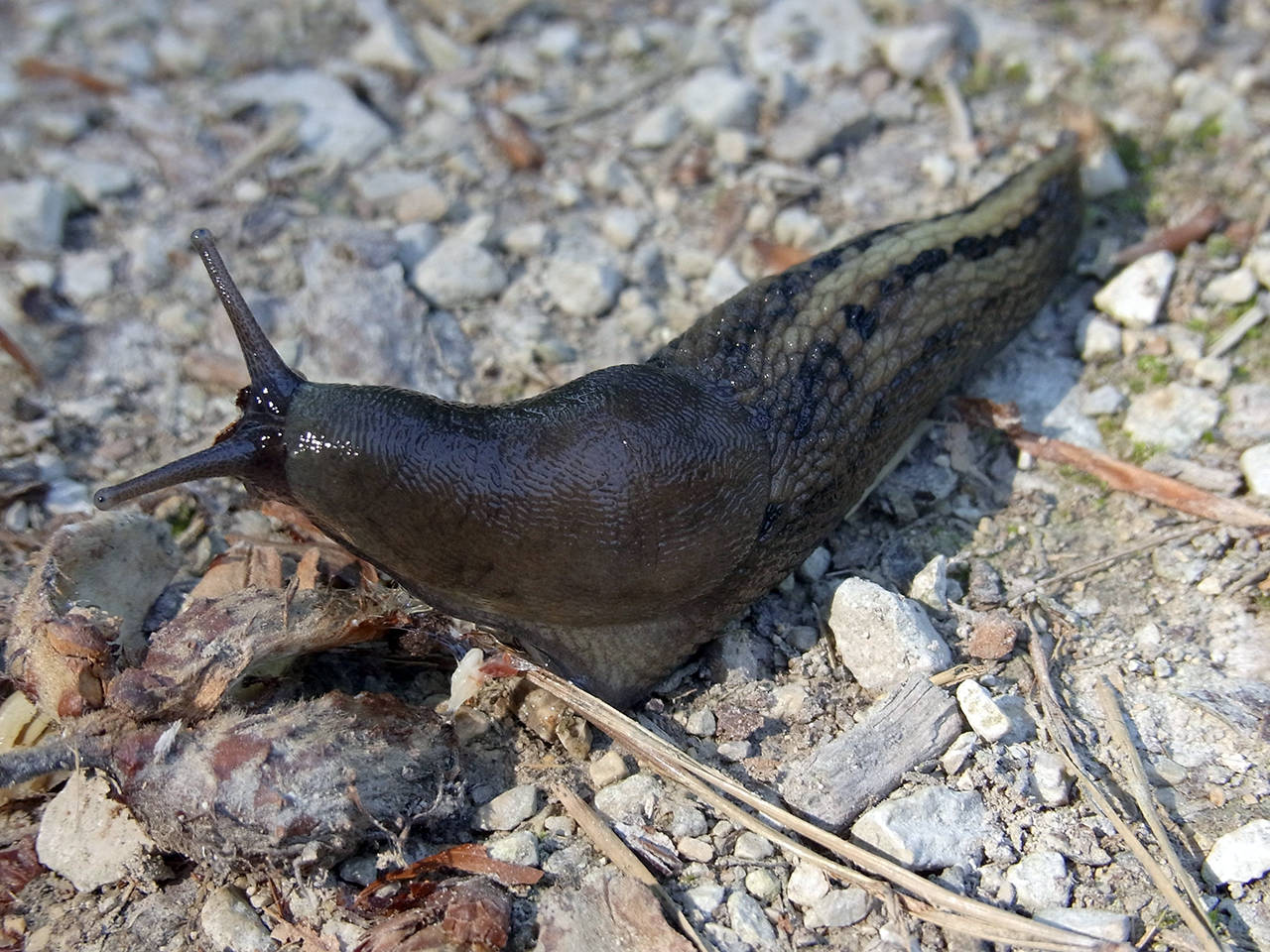 Slugs can be controlled with products containing the active ingredient iron phosphate. These are made from naturally occurring elements and are safe for use around people, pets and other non-target organisms.