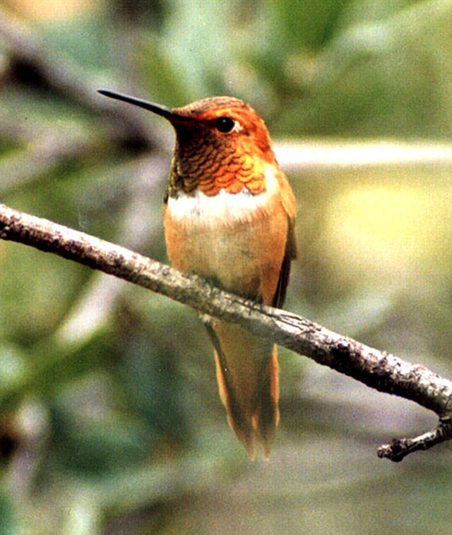 The rufous hummingbird is among those in Washington most threatened by climate change. (file photo)