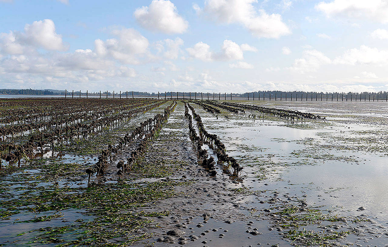 (The Daily World file photo) This shot of oyster lines near Westport at low tide shows how the mud is loaded with burrowing shrimp, indicated by the small bumps. The barren area to the right was suitable for oyster growing before the shrimp took over.