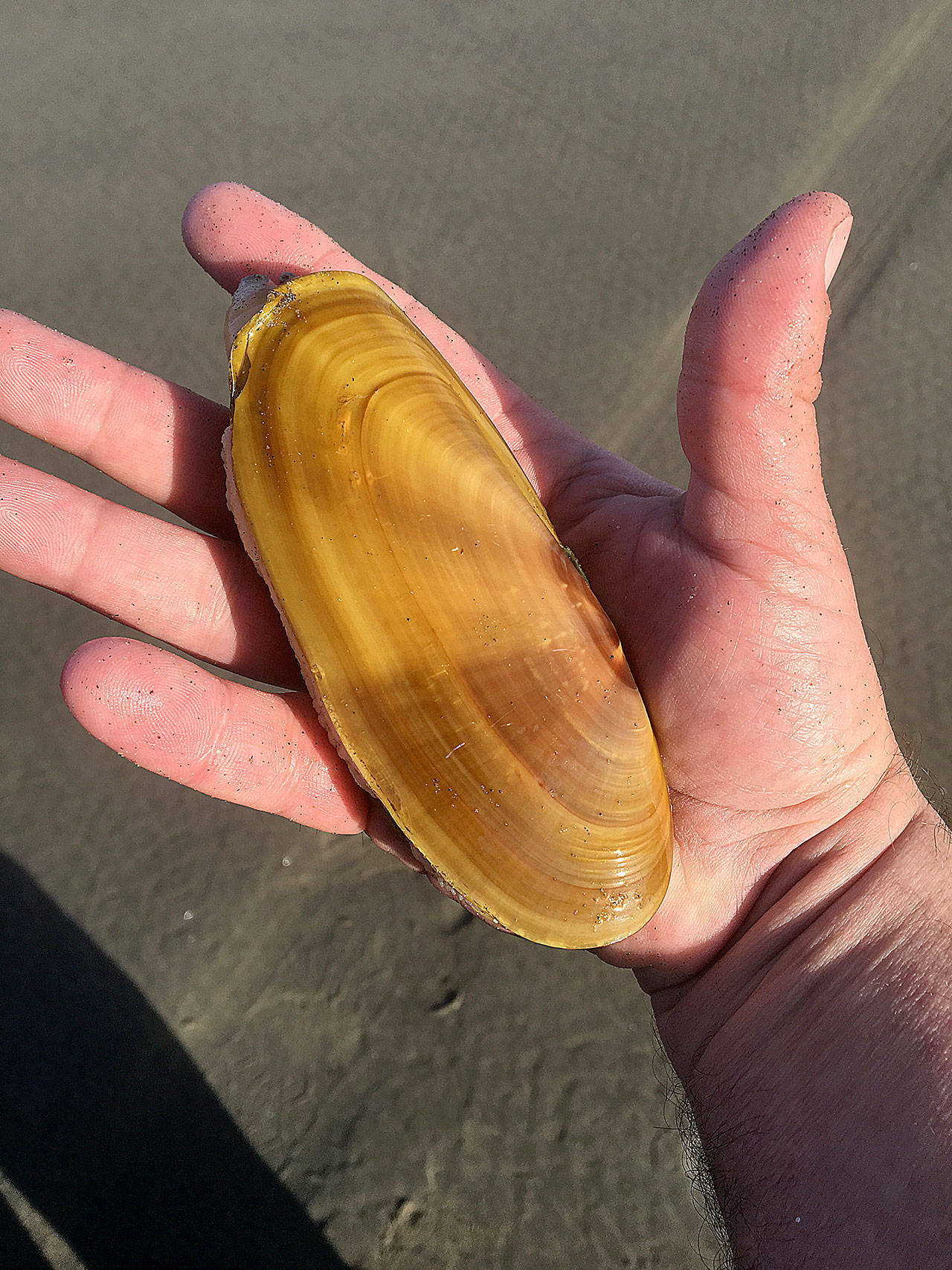 DAN HAMMOCK | GRAYS HARBOR NEWS GROUP                                Seven days of digging for razor clams beginning Oct. 26 at Copalis and Mocrocks beaches have been approved. Tentative digs scheduled for Twin Harbors and Long Beach are on hold pending another round of marine toxin tests.